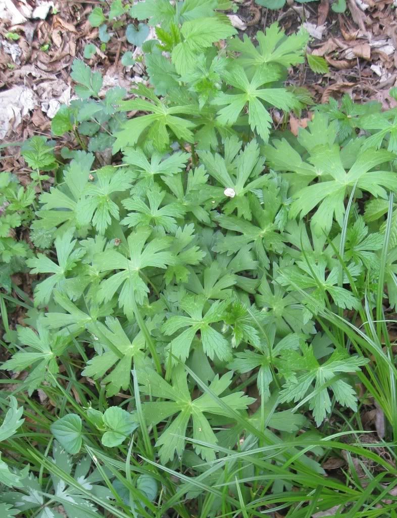 wild geranium plant, A wild geranium with buds but no blooms in central Iowa, April 2012