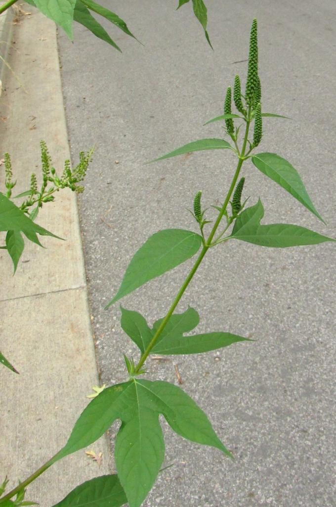 giant ragweed with buds photo giantragweed4_zpsccbe04ef.jpg