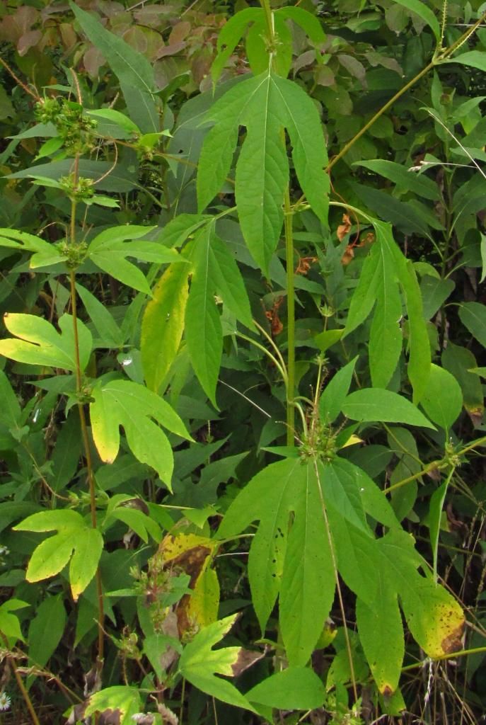 giant ragweed leaves photo giantragweedleaves_zps2c14ae57.jpg