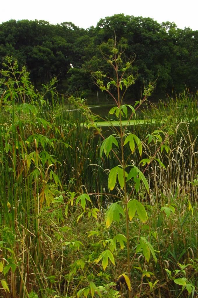 giant ragweed after blooming photo giantragweedpostbloom_zpsf5ae893d.jpg