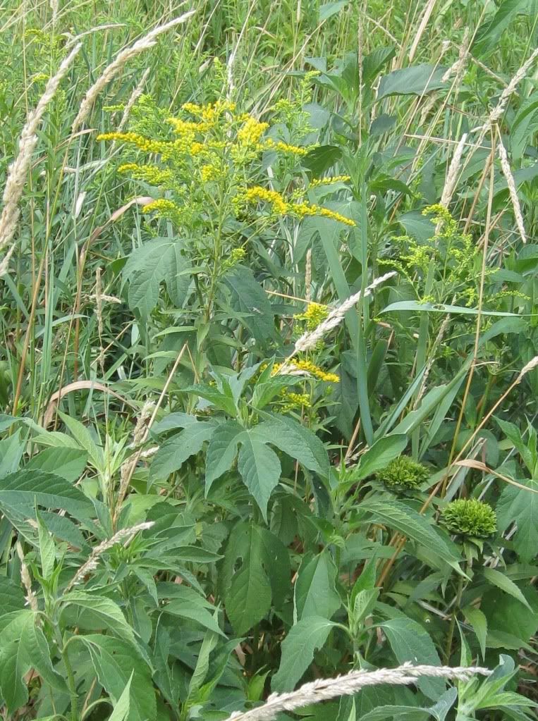 goldenrod, Goldenrod blooming in central Iowa, August 2012