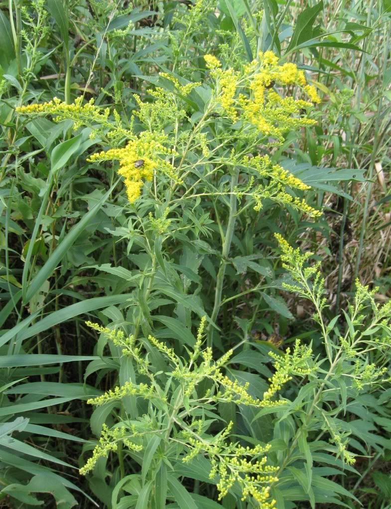 goldenrod with insects, Goldenrod blooming in central Iowa, August 2012