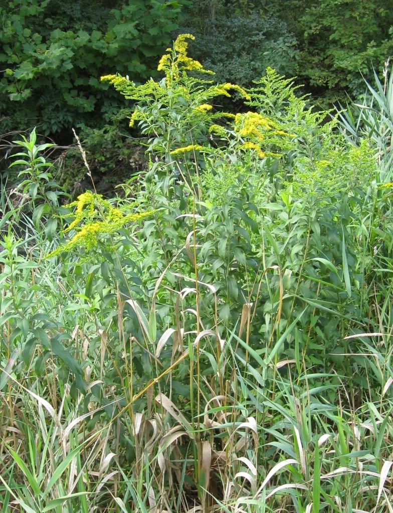 goldenrod, Goldenrod blooming in central Iowa, August 2012