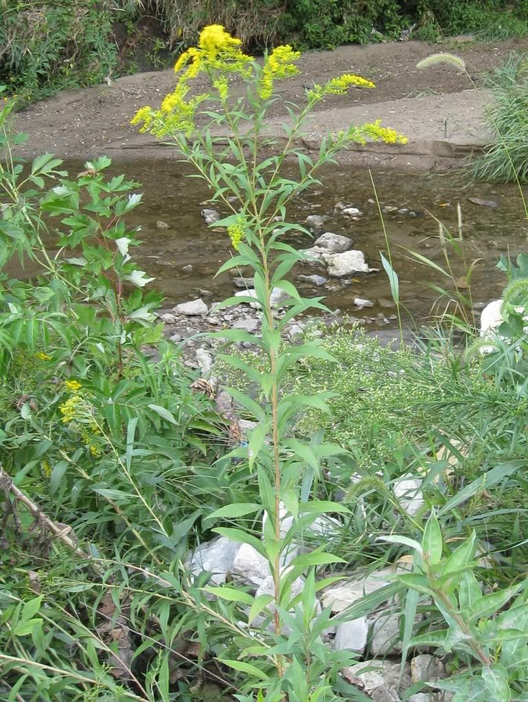 goldenrod alone, Goldenrod blooming in central Iowa, August 2012