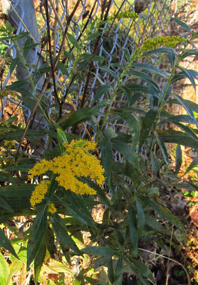 Goldenrod blooming in November photo goldenrodbloomingNov7_zpsshmoka2r.jpg