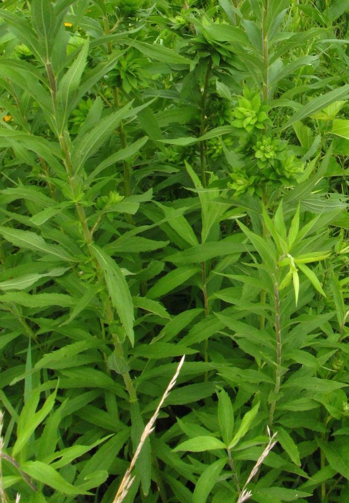 goldenrod with rosette galls photo goldenrodrosettegall3_zps7fcfk5b2.jpg