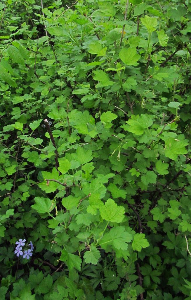 gooseberry with sweet William photo gooseberrySweetWilliam_zpsmlof5btw.jpg