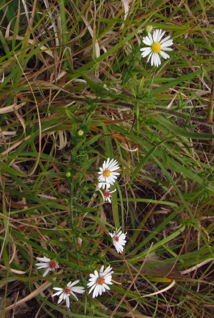 Frost or hairy aster close view photo hairyaster4_zpsfdeo32d8.jpg