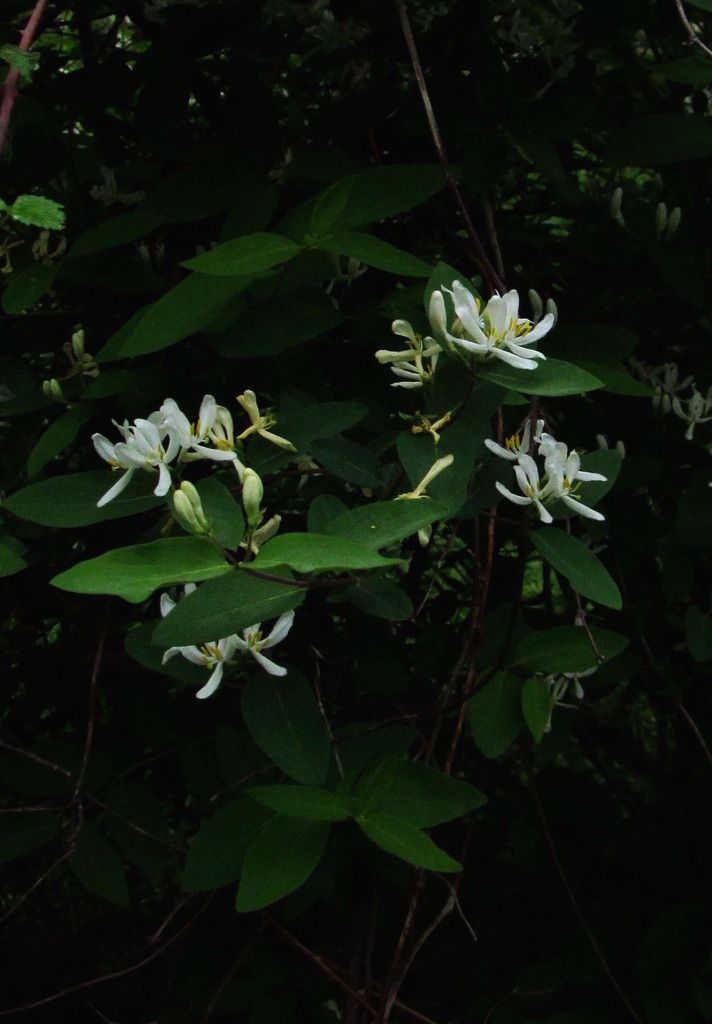 honeysuckle flowers photo honeysuckleclose_zpso3tn8eh2.jpg