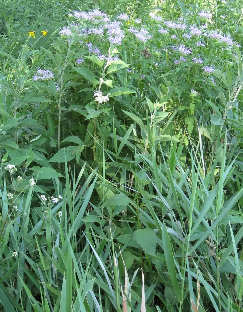 Horsemint (bee balm, bergamot), Horsemint blooming in central Iowa, July 2012