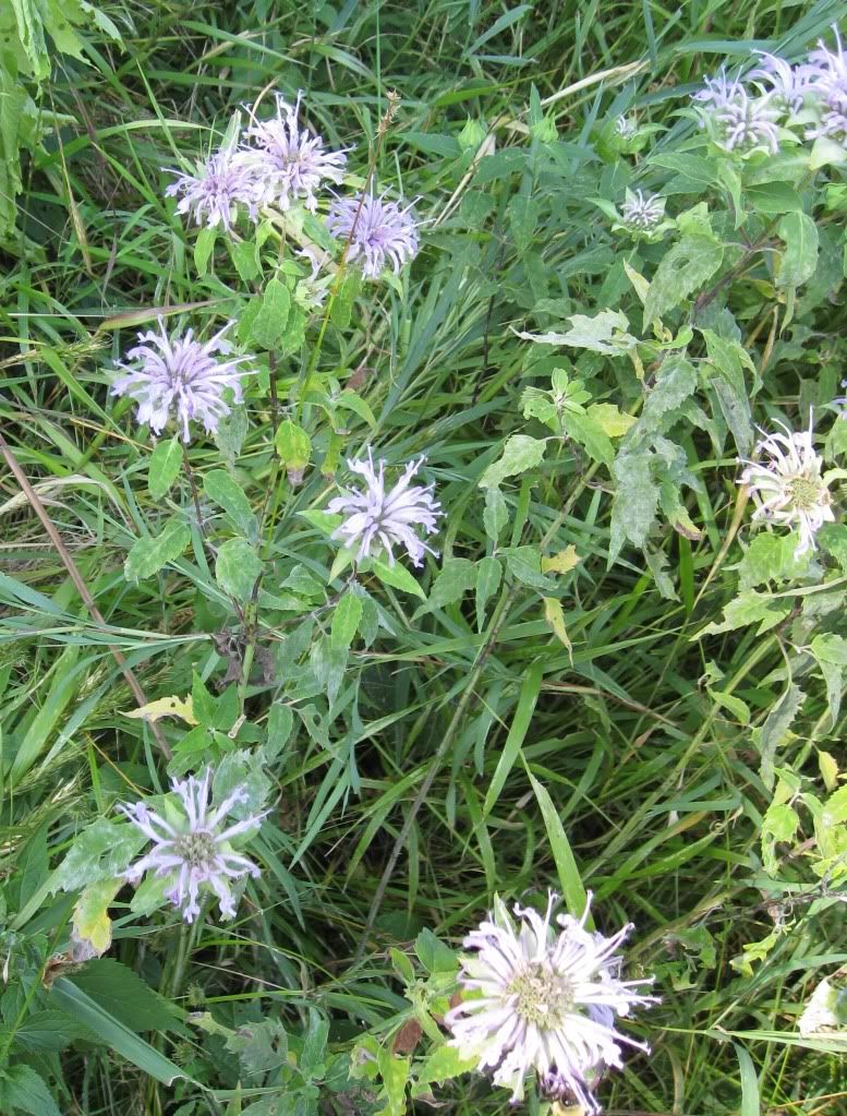 Horsemint (bee balm, bergamot), Horsemint blooming in central Iowa, July 2012