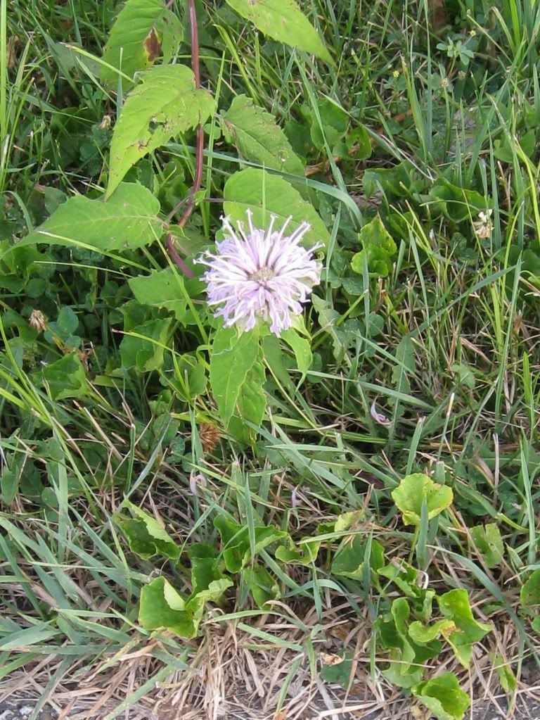 Horsemint, Solitary horsemint flowerhead blooming in central Iowa, July 2012