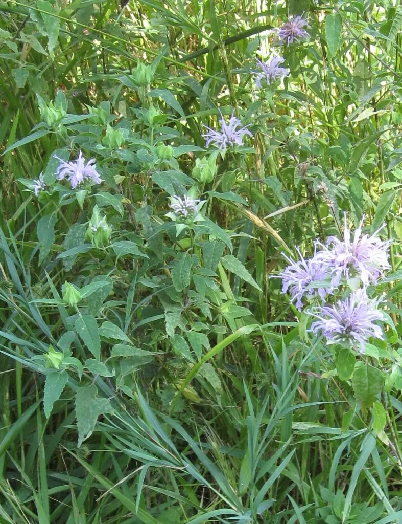 Horsemint (bee balm, bergamot), Horsemint with some flowerheads open and some closed in central Iowa, July 2012