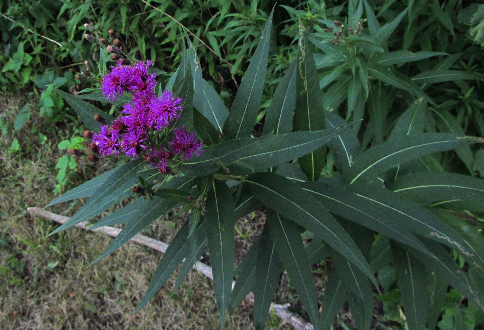  photo ironweed2_zpsgjeqkxjl.jpg