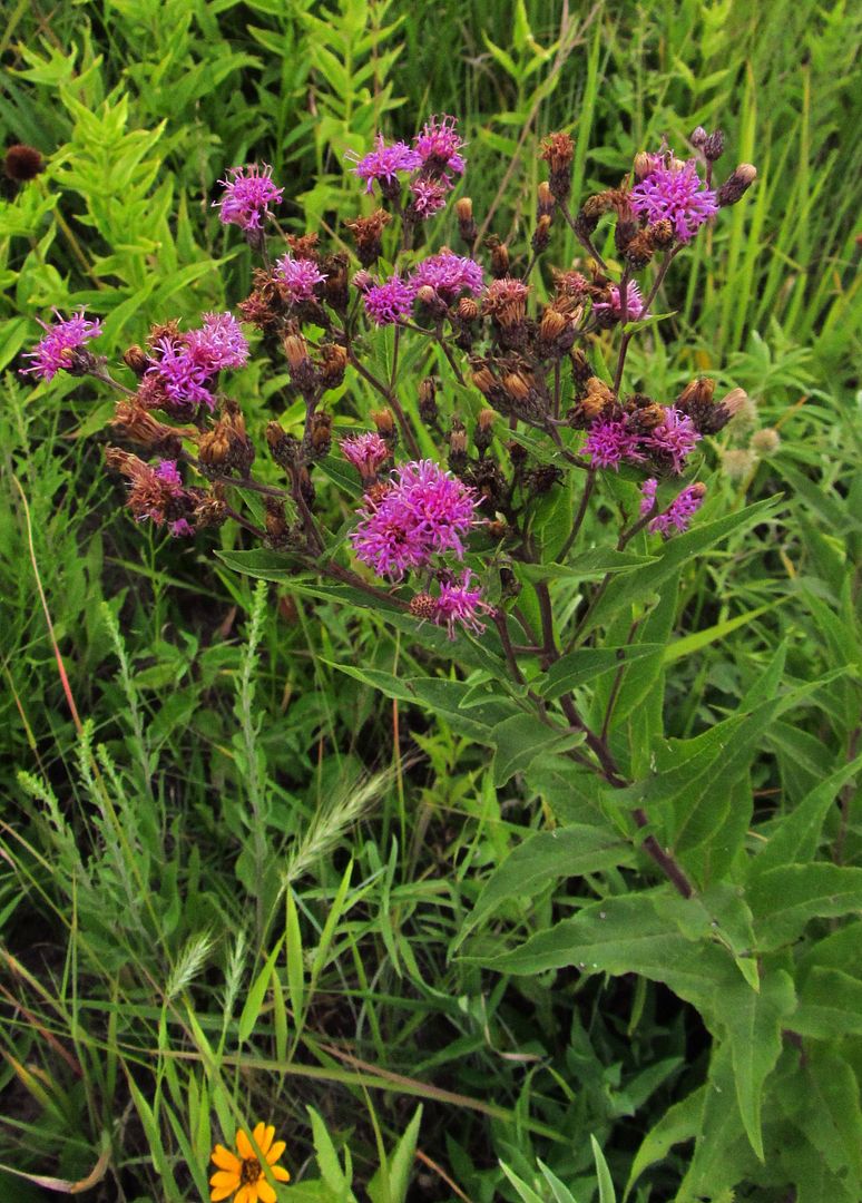  photo ironweed2_zpstkfxaauk.jpg