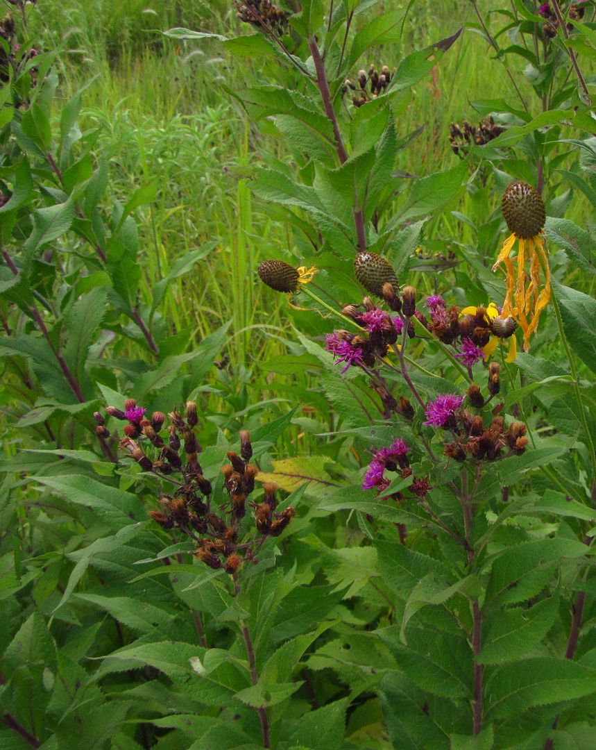 Ironweed with yellow coneflowers photo ironweedconeflower_zpssxhtkgc6.jpg