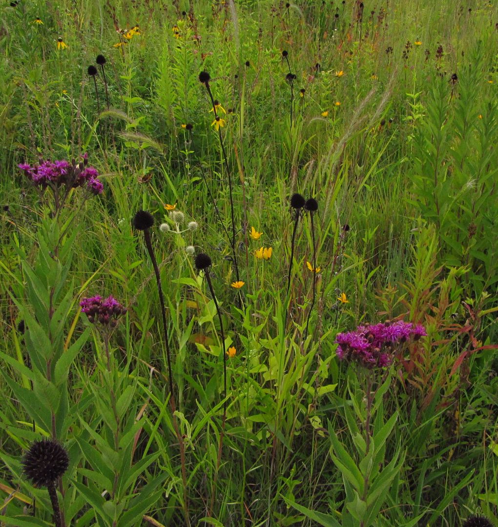 Ironweed with other prairie plants photo ironweedprairiefield_zpskjkh4sfm.jpg