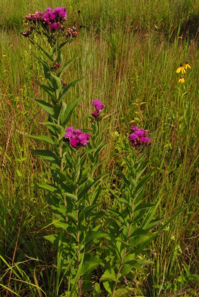 ironweed 2 photo ironweedtall_zps2c79b427.jpg