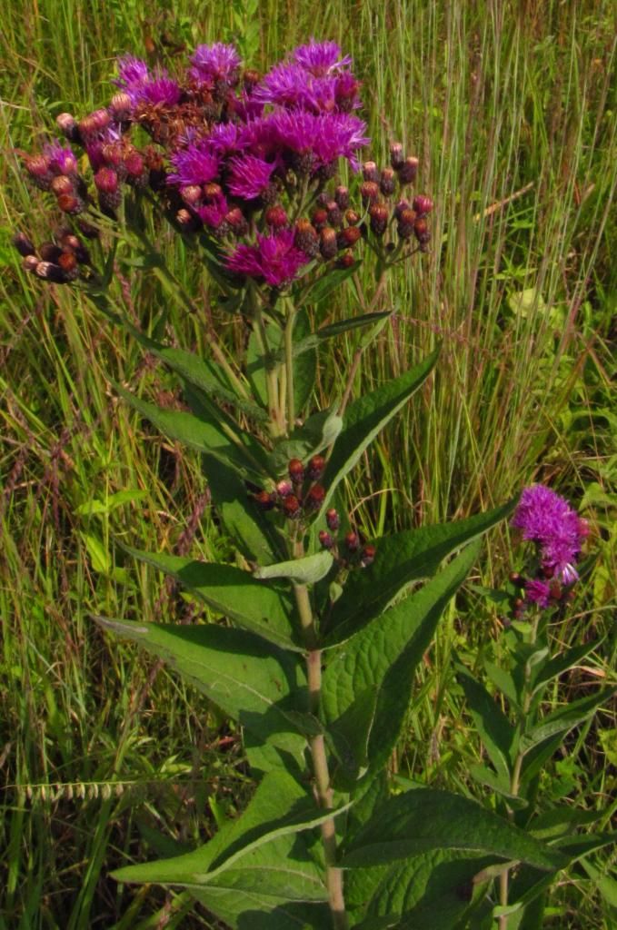 ironweed 1 photo ironweedwithbuds_zps2ec7c20f.jpg