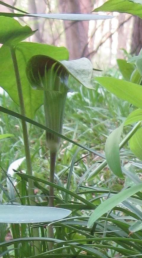 Jack-in-the-pulpit, Close-up view of Jack-in-the-pulpit blooming in central Iowa, April 2012