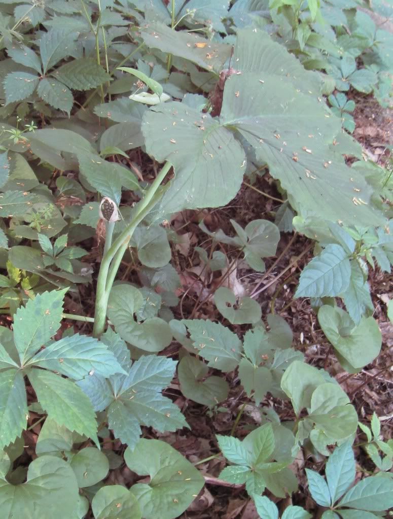 Jack-in-the-pulpitwith seed pod, A Jack-in-the-pulpit seed pod with green seeds in central Iowa, June 2012