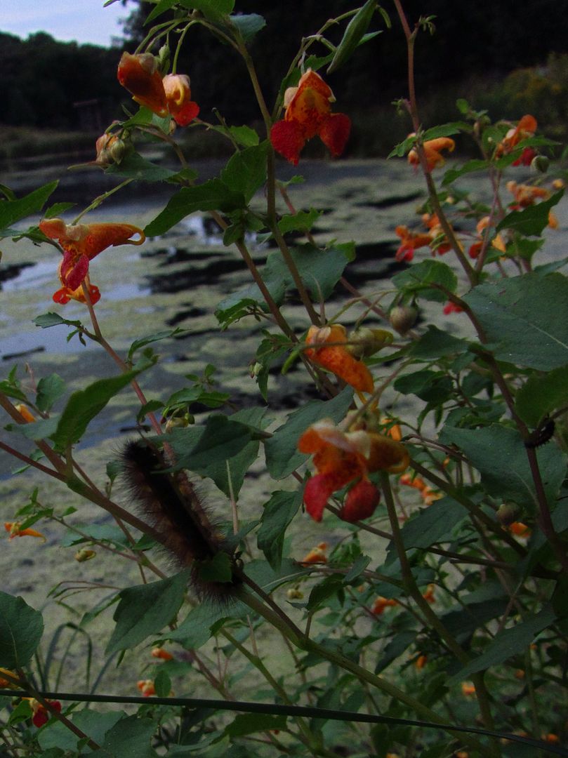 jewelweed flowers with caterpillar photo jewelweedcaterpillar_zpsoviikzab.jpg