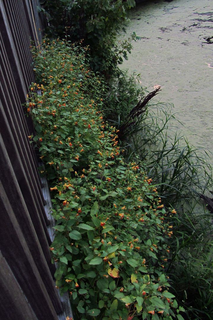 jewelweed colony photo jewelweedcolony_zpsouknsfpm.jpg