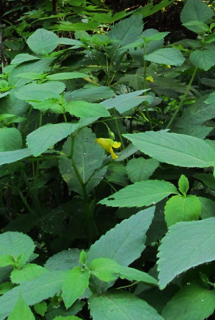 Pale jewelweed side view photo jewelweedsideview2_zpsc22a9779.jpg