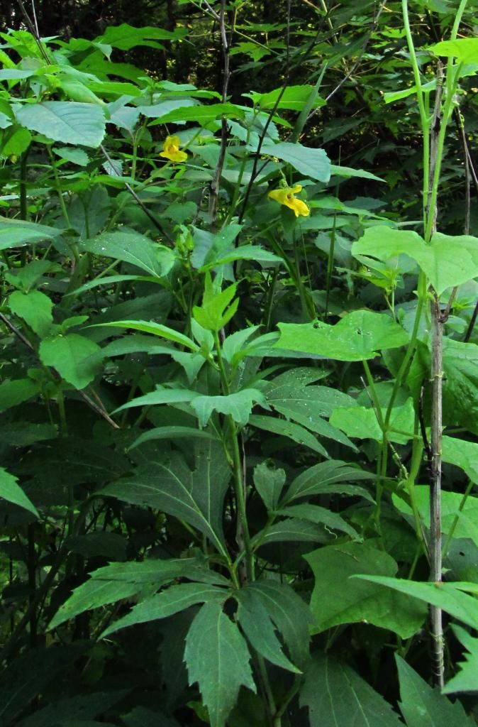 Pale jewelweed with cutleaf coneflower photo jewelweedwithcutleafconeflower_zpsb7b7e42b.jpg