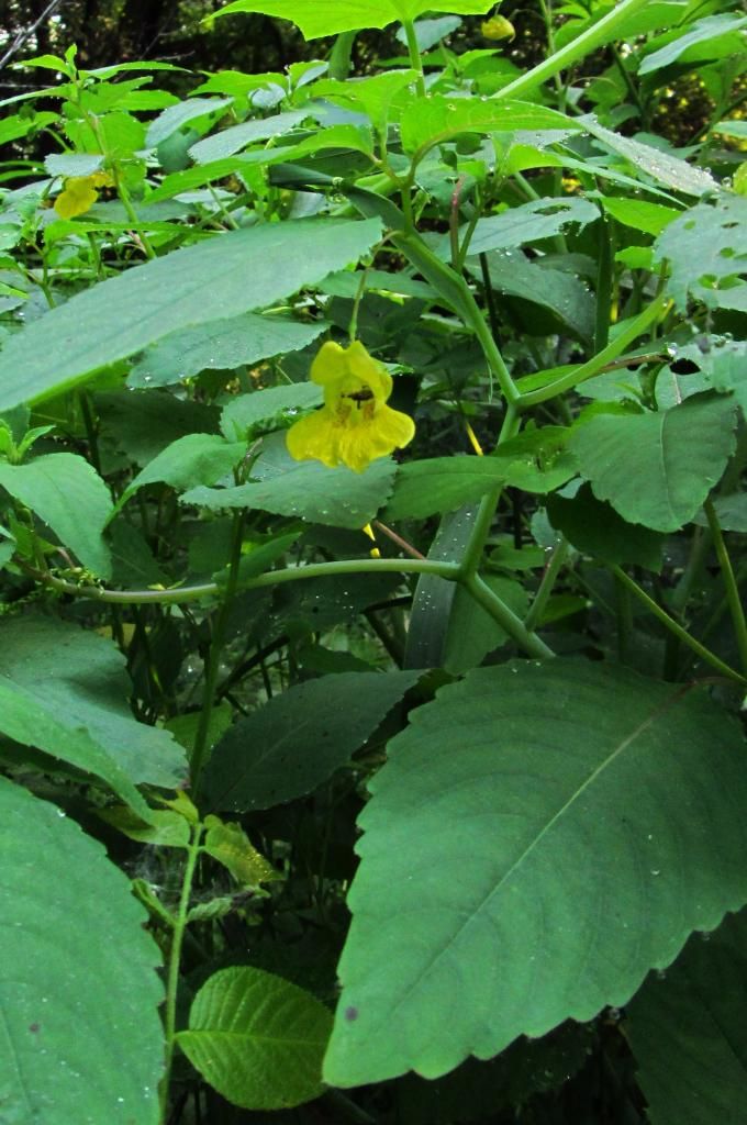 Yellow jewelweed blossom photo jewelweedwithleaves3_zpsb68efd0a.jpg