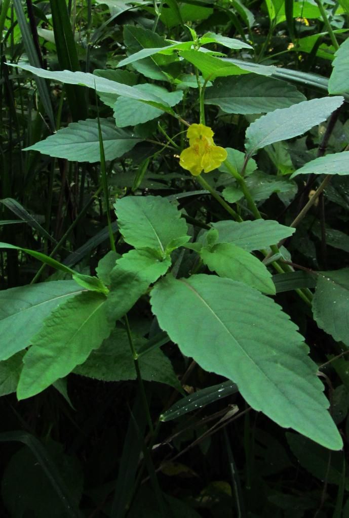Yellow jewelweed with leaves photo jewelweedwithleaves4_zpsc1ee8134.jpg