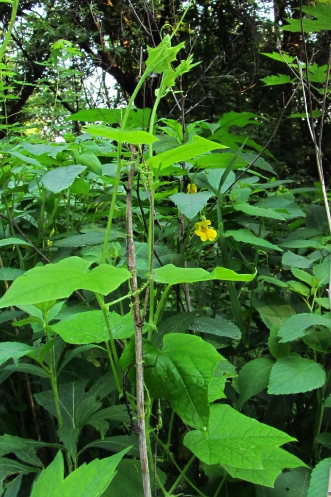 Jewelweed with unidentified vine photo jewelweedwithvine_zps5cdc3190.jpg