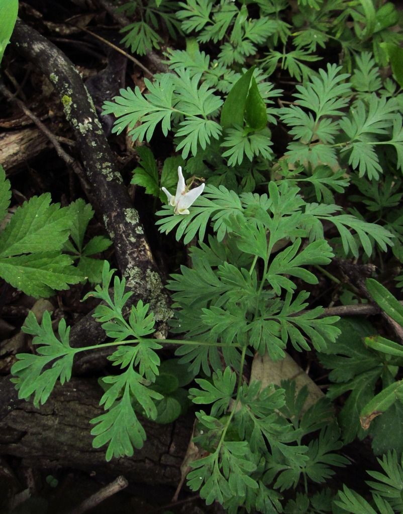  photo lastDutchmansbreeches_zpsuelbeiev.jpg