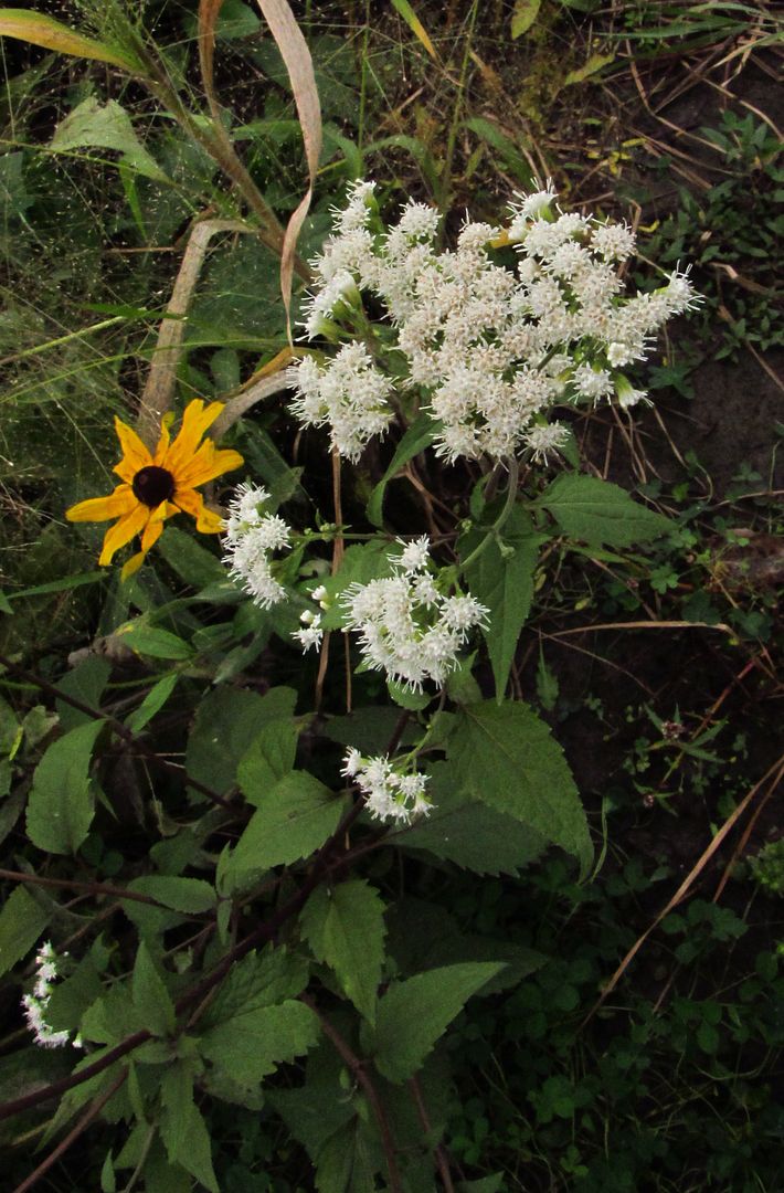 late boneset with black-eyed Susan photo latebonesetblackeyedsusan5_zps7iphg7vf.jpg