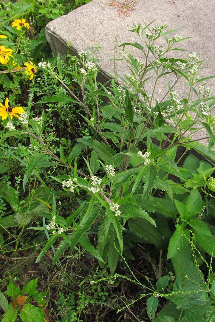 late boneset opening photo latebonesetcement2_zpsovaixtro.jpg