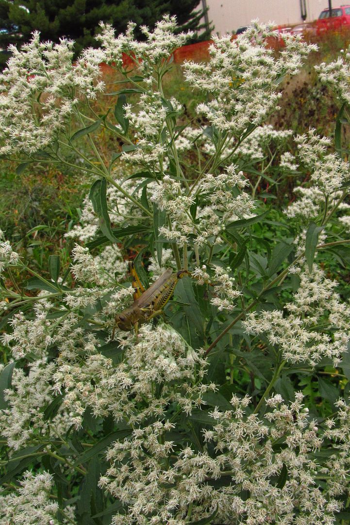 late boneset with grasshopper photo latebonesetgrasshopper5_zpswdugub0d.jpg