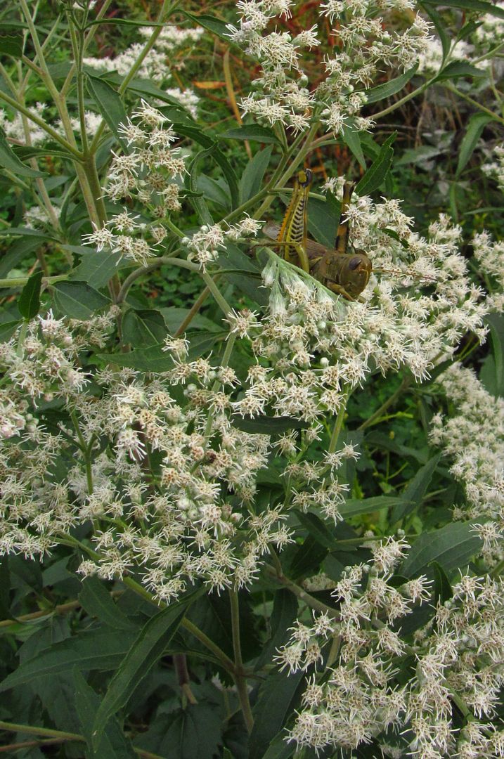 late boneset with grasshopper 2 photo latebonesetgrasshopper_zpsynqbyi8a.jpg