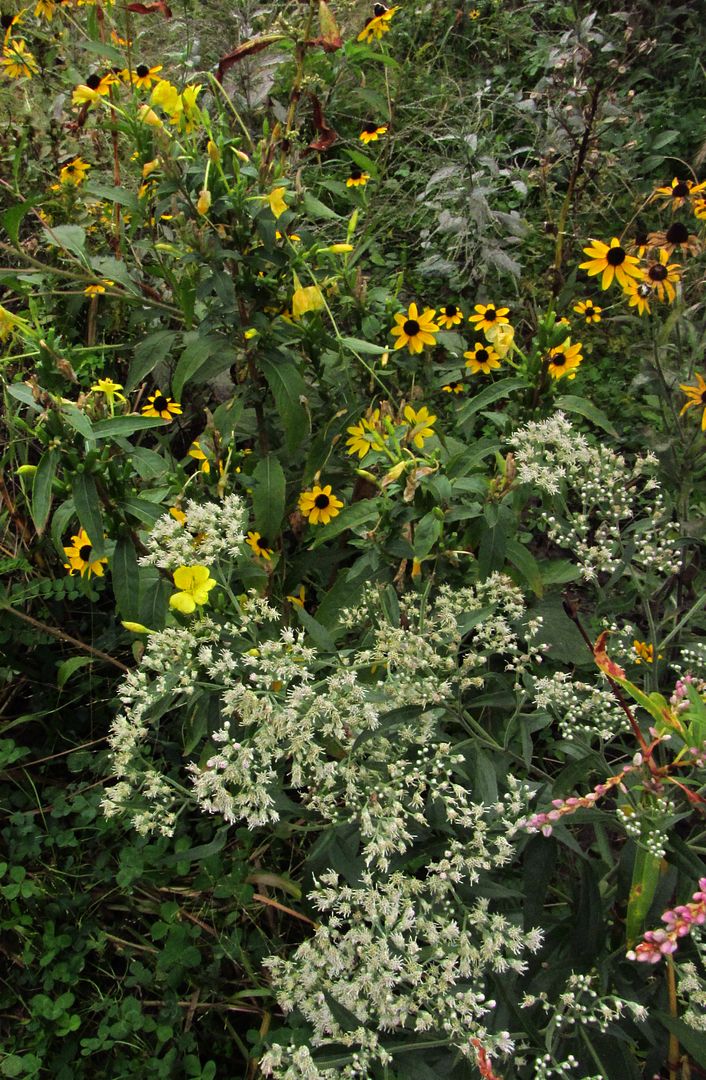 late boneset group photo latebonesetgroup_zpscolmkt5s.jpg