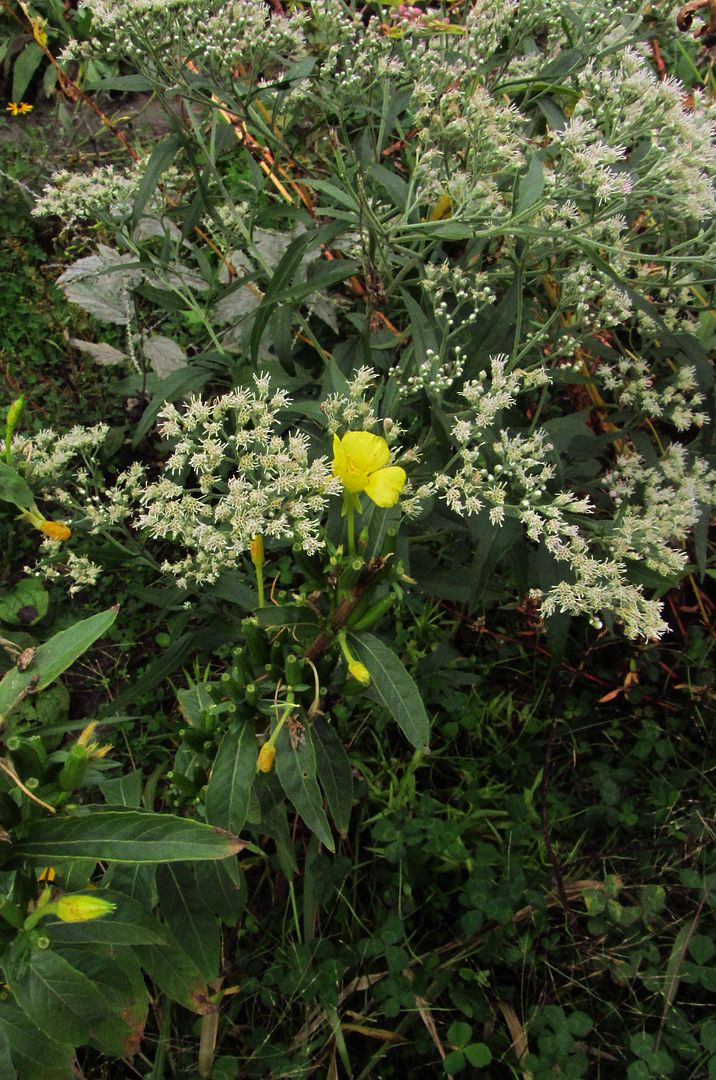 late boneset evening primrose photo latebonesetprimrosecenter_zpsnwe9uzse.jpg