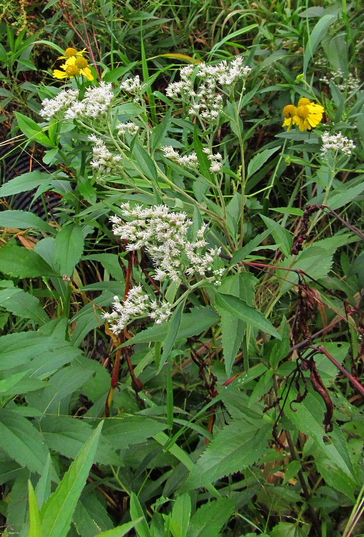 late boneset with sneezeweed photo latebonesetsneezeweed4_zpsjrsvhc82.jpg