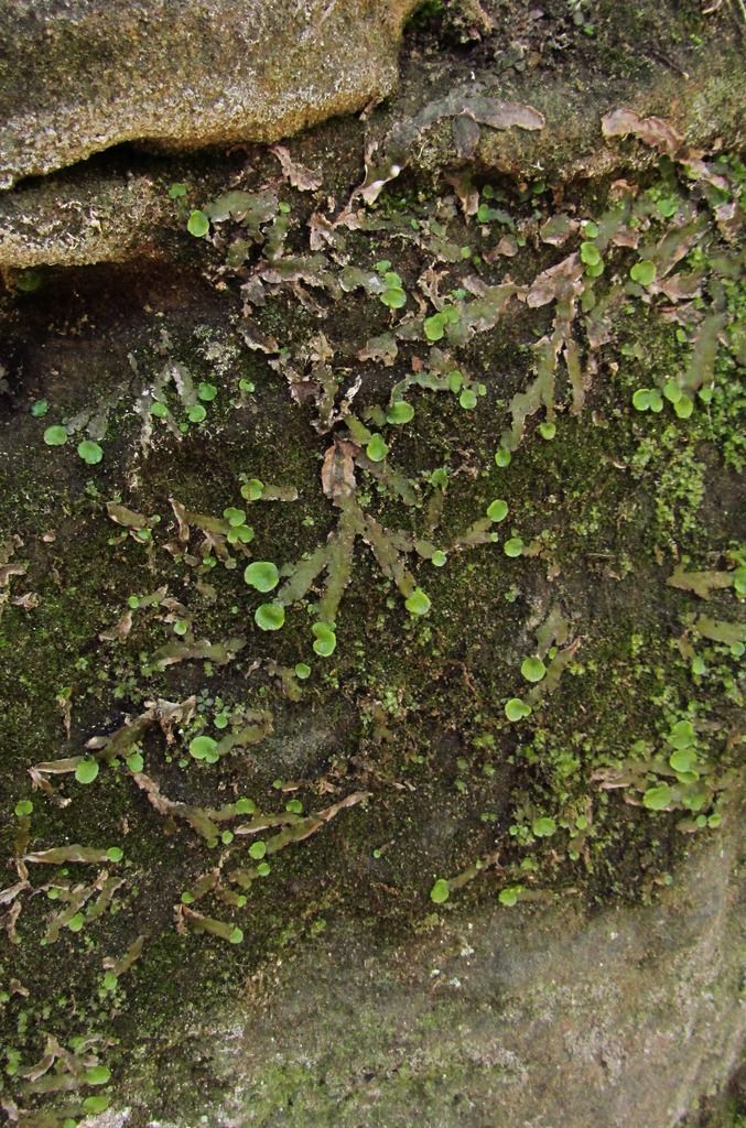 Liverwort on rocky surface photo liverwort3_zpsaiyybp0f.jpg
