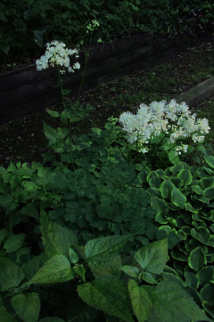 mystery meadow rue 1 photo meadowruemystery2_zps45acqinh.jpg