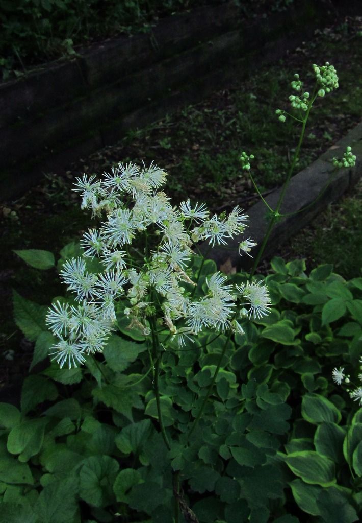 mystery meadow rue 2 photo meadowruemystery5_zpsqyrl4lpf.jpg