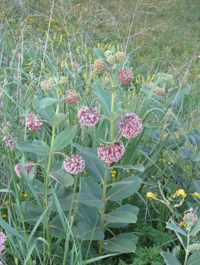 Common milkweed, Common milkweed blooming in central Iowa, June 2012