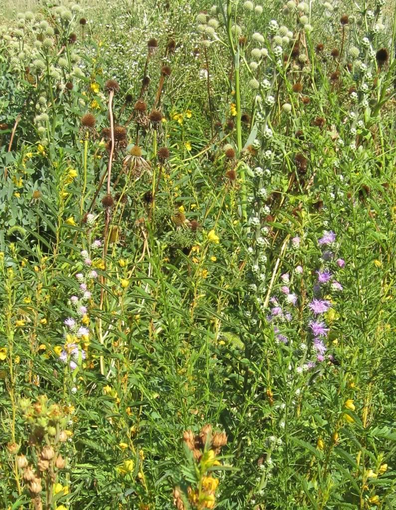 Prairie patch, with partridge pea and blazing star, Prairie patch blooming in central Iowa, July 2012