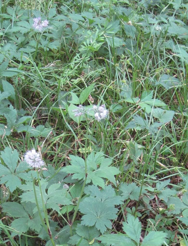 Virginia waterleaf, Virginia waterleaf blooming in central Iowa, May 2012