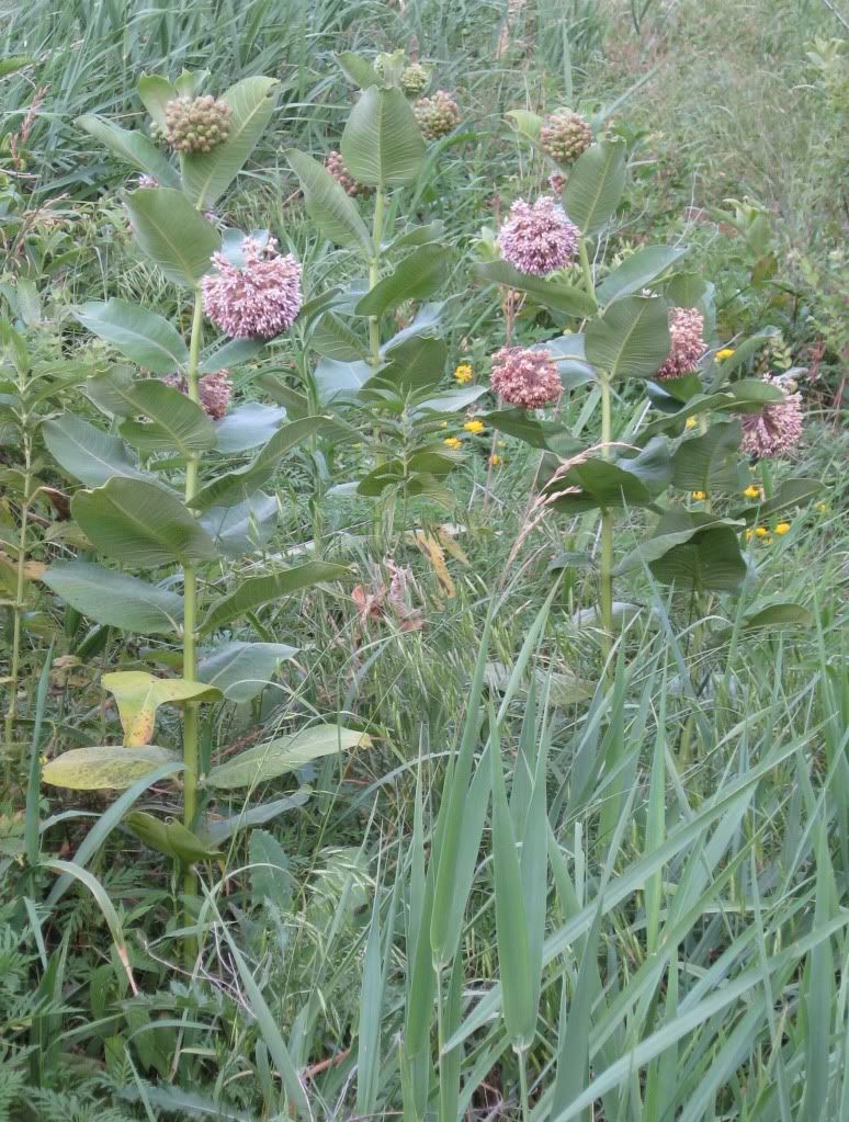 Common milkweed, Common milkweed blooming in central Iowa, June 2012