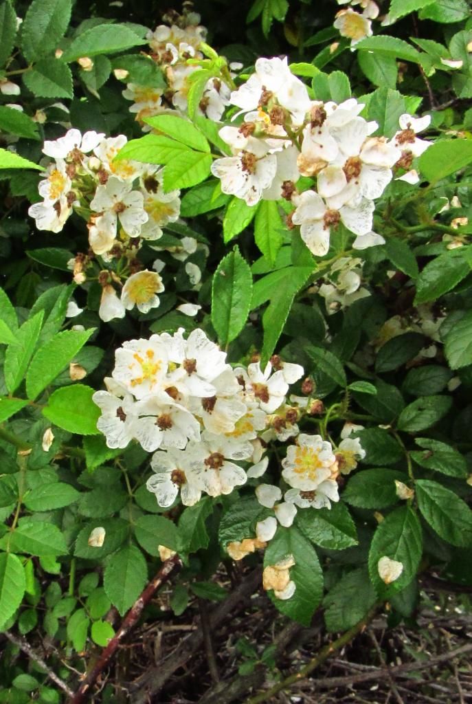 Multiflora rose close-up photo multiflorarose2_zpsde84a3c8.jpg