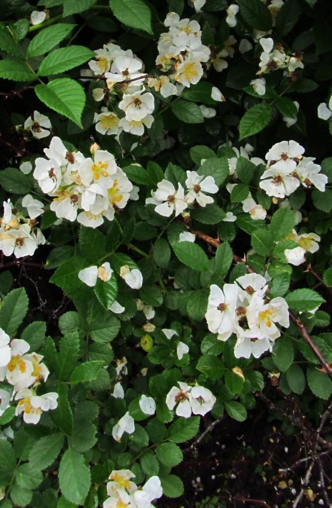 Multiflora rose blossoms 2 photo multiflorarose6_zpsddf6b60c.jpg