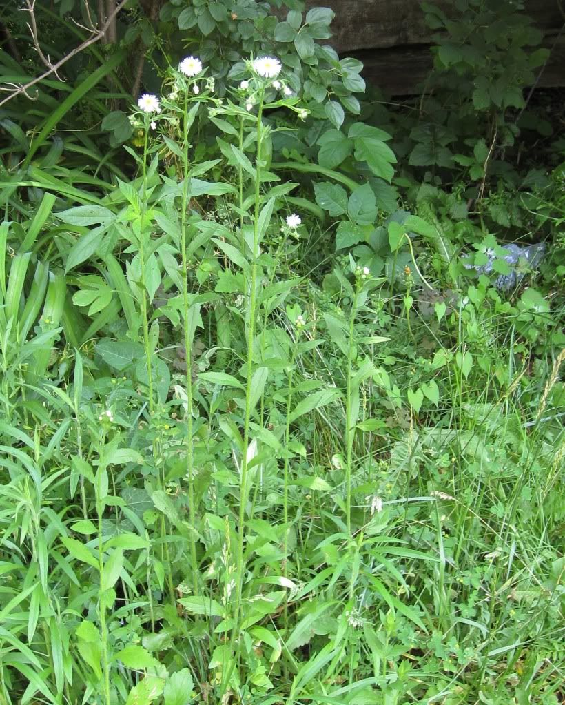 Daisy fleabane, Daisy fleabane blooming in central Iowa, May 2012